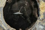Petrified Wood (Schinoxylon) Round - Blue Forest, Wyoming #228102-1